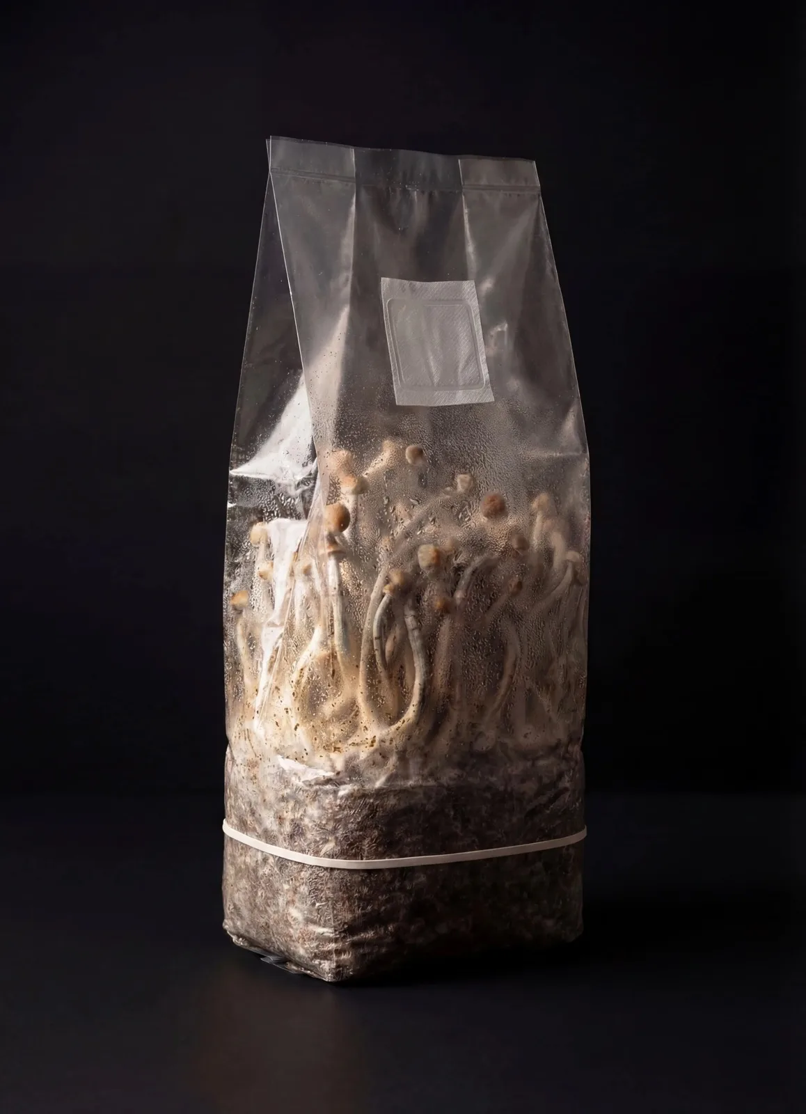 Foto produktu pěstební sady Psilocybe Cubensis